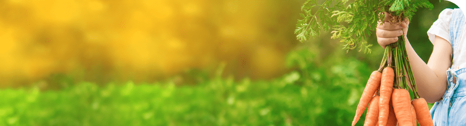 Shelf life extension-ALLIED MERIT INDUSTRIAL LIMITED