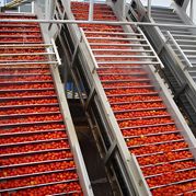 Flavorful Tomato Paste