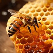 Antibacterial Bee Honey